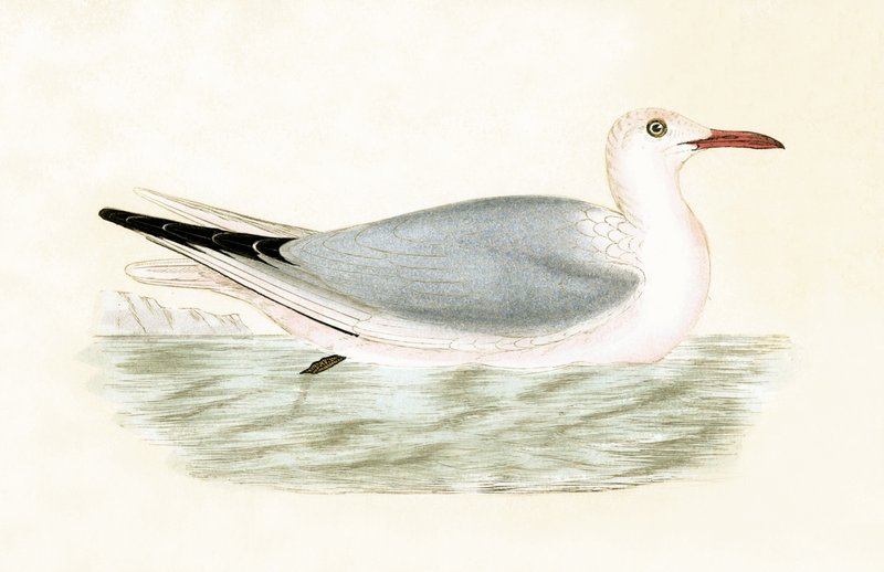 Slender Billed Gull, illusztrációja Charles Robert Bree (1811-86) "Európa madarainak története, amelyeket nem figyeltek meg a Brit-szigeteken" című könyvéből, 1867-ben (színes litó) alkotó: English School