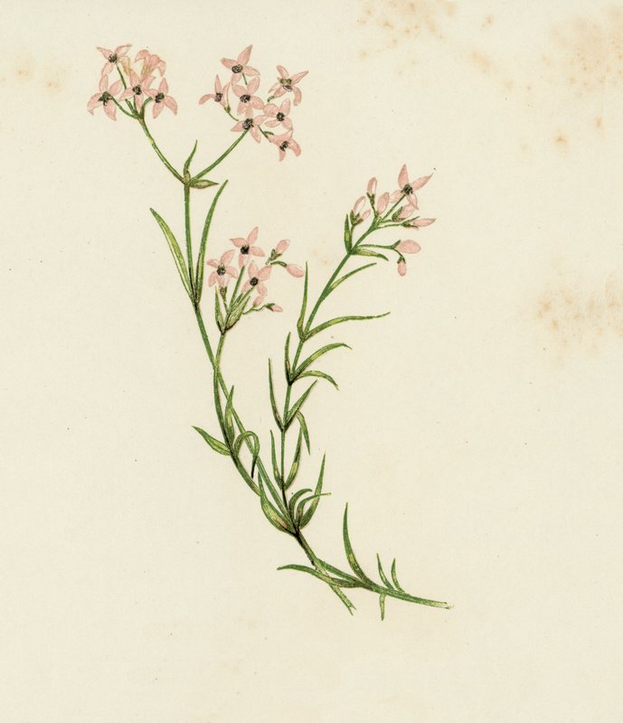 Kis erdeivirág, Asperula Cynanchica (színes litho) alkotó: English School