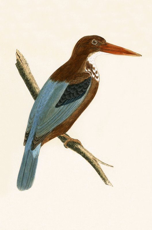 Szmirnai jégmadár, illusztráció Charles Robert Bree (1811-86) "A History of the Birds of Europe Not Observed in the British Isles" című, 1867-ben megjelent művéből. alkotó: English School