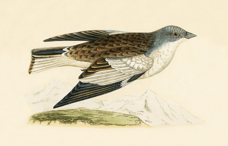 Hópinty, illusztráció Charles Robert Bree (1811-86) "A History of the Birds of Europe Not Observed in the British Isles" című, 1867-ben megjelent művéből. alkotó: English School