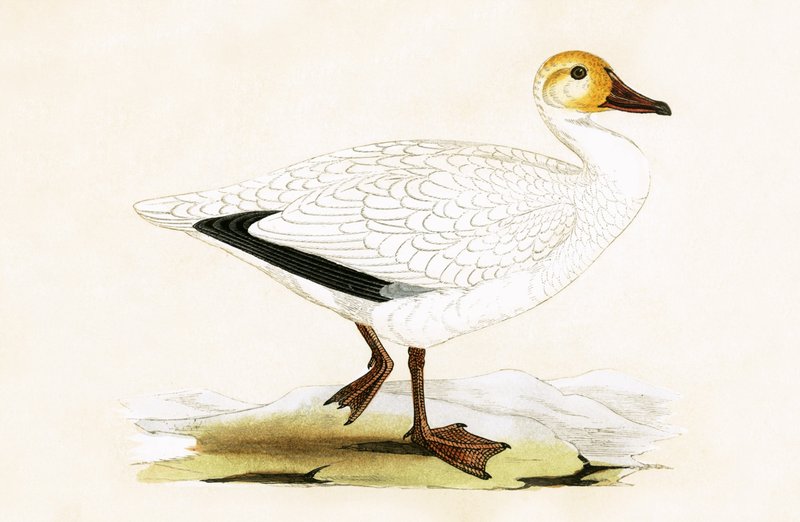 Snow Goose, illusztrációja Charles Robert Bree (1811-86) „Európa madarainak története, amelyeket nem figyeltek meg a Brit-szigeteken” című könyvéből, 1867. alkotó: English School