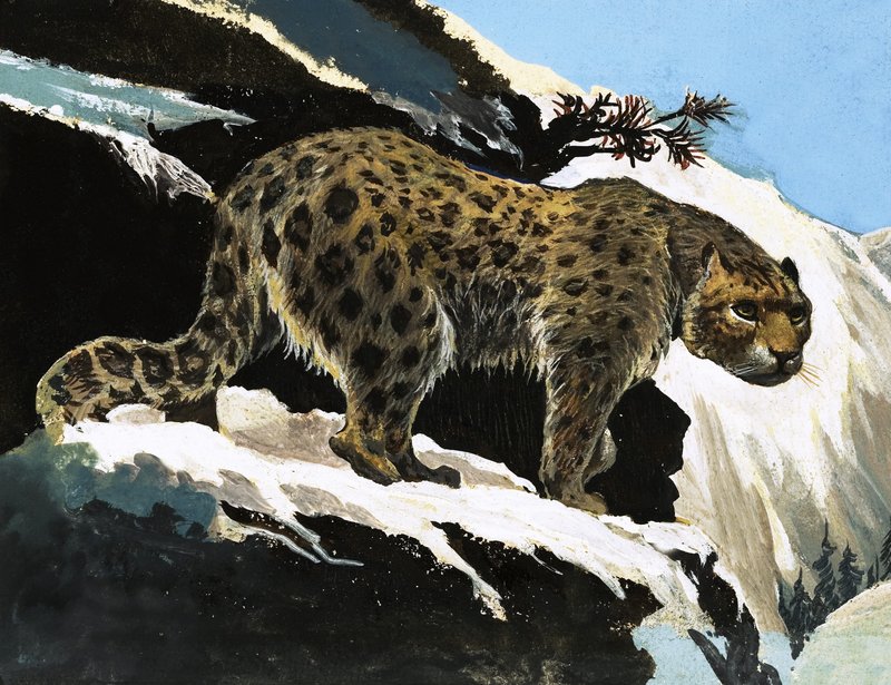 Snow Leopard alkotó: English School
