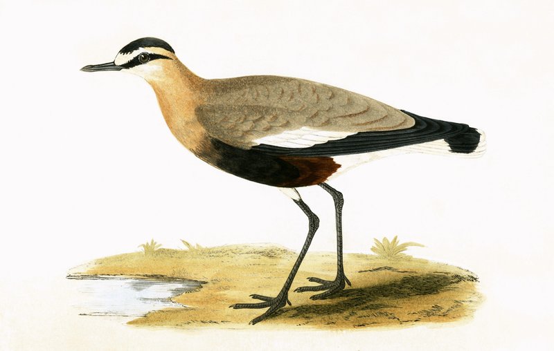 Social Plover, illusztrációja Charles Robert Bree (1811-86) „Európa madarainak története, amelyeket nem figyeltek meg a Brit-szigeteken” című könyvéből, 1867. alkotó: English School