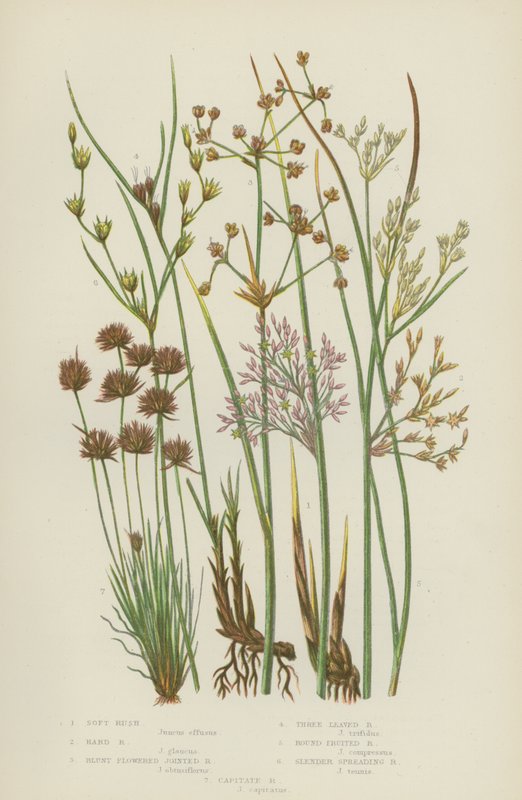 Soft Rush, Hard Rush, tompa virágú csuhé, háromlevelű, kerek gyümölcsű (színes litho) alkotó: English School