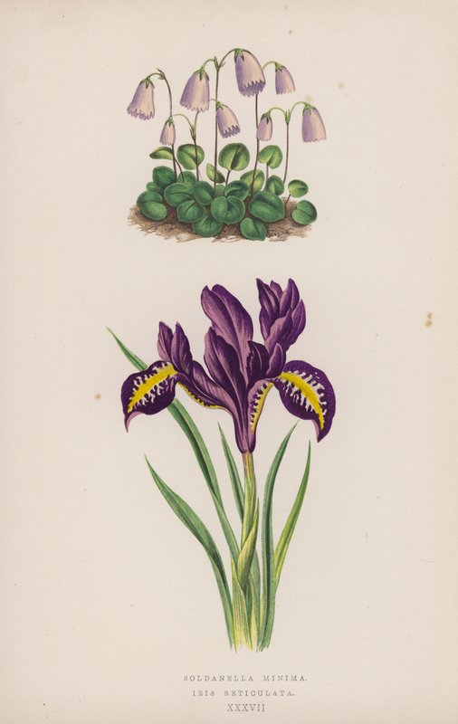 Soldanella Minima; Iris Reticulata (színes litho) alkotó: English School