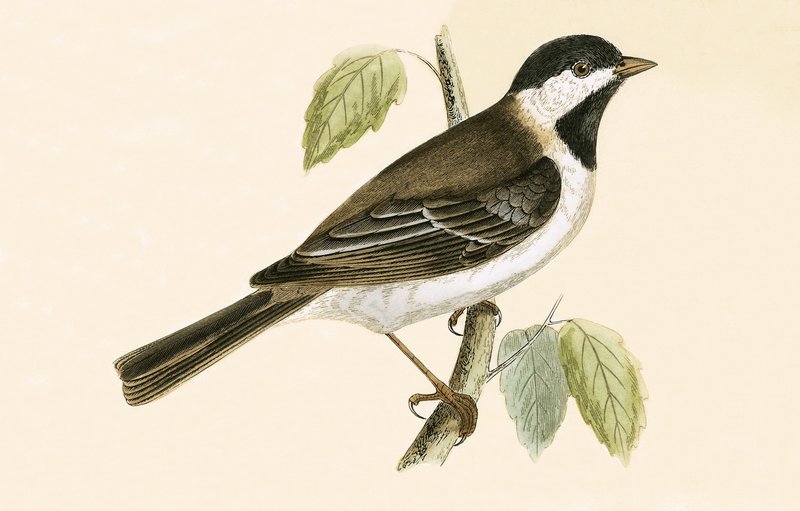 Sombre Tit, illusztráció Charles Robert Bree (1811-86) „A British-szigeteken nem megfigyelt európai madarak története” című művéből, 1867-ben. alkotó: English School