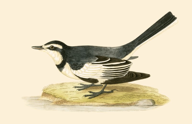 Sombre Wagtail, illusztrációja Charles Robert Bree (1811-86) „A Brit-szigeteken nem megfigyelt európai madarak története” című művéből, 1867-ben megjelent alkotó: English School
