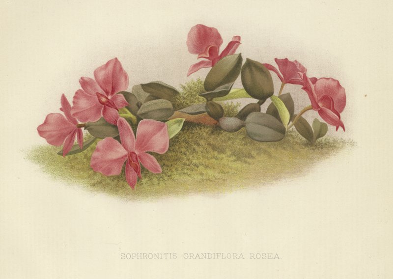 Sophronitis grandiflora rosea alkotó: English School