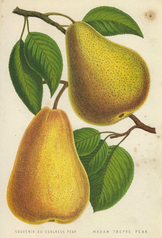 Souvenir Du Congress Pear, Madam Treyve Pear alkotó: English School