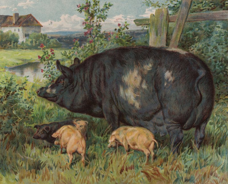 Koca és malacok (színes litográfia) alkotó: English School