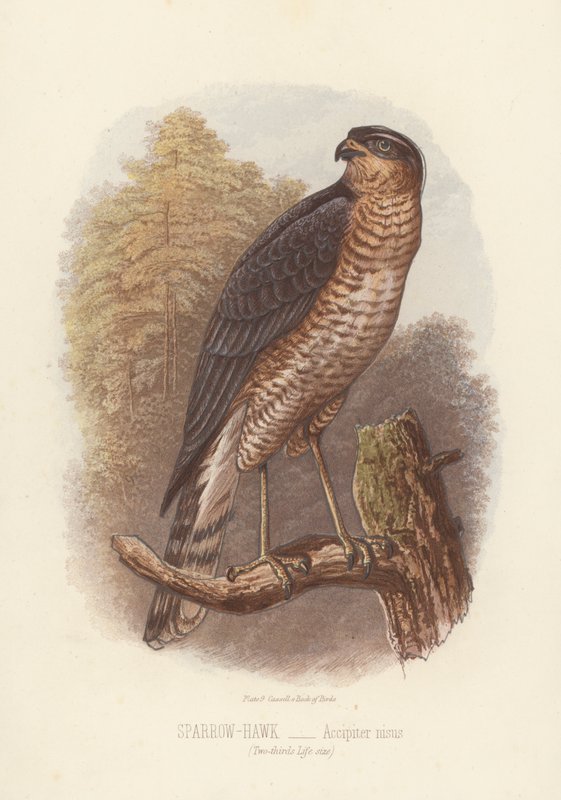 Verébmadár, Accipiter Nisus (színes litográfia) alkotó: English School
