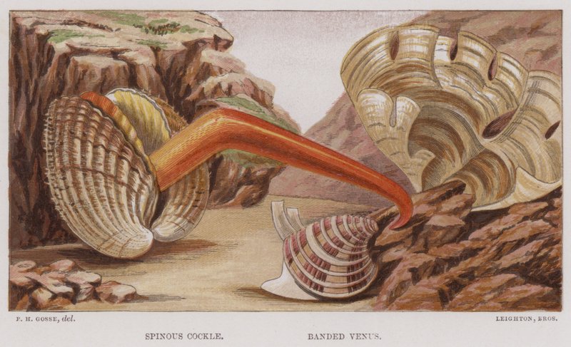 Spinous Cockle, Banded Venus (színes litográfia) alkotó: English School