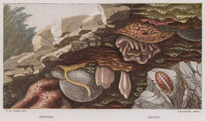 Szivacsok, Chiton (színes litográfia) alkotó: English School