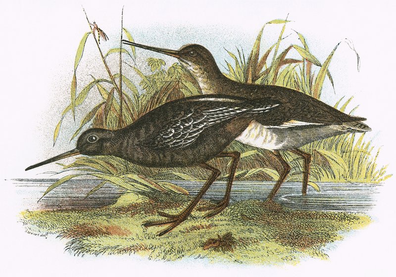 Foltos Redshank alkotó: English School