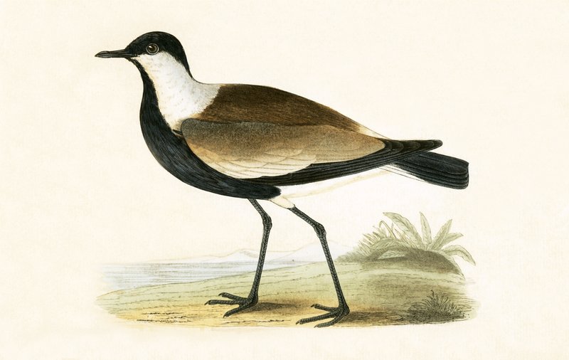 Spur Winged Plover, illusztrációja Charles Robert Bree (1811-86) „A British-szigeteken nem megfigyelt európai madarak története” című művéből, 1867-ben megjelent alkotó: English School