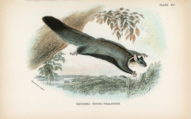 Mókus Flying-Phalanger alkotó: English School