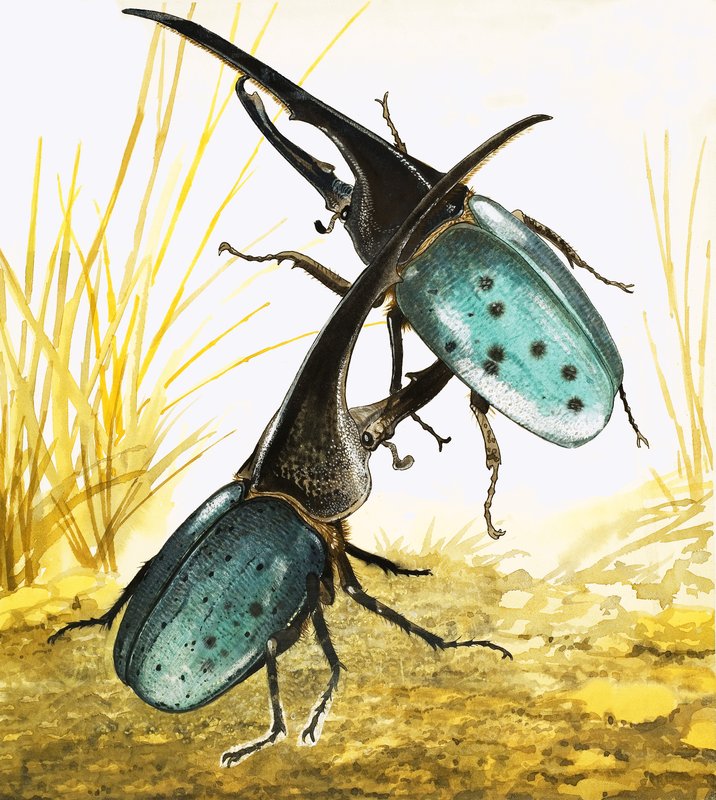 Stag Beetles alkotó: English School