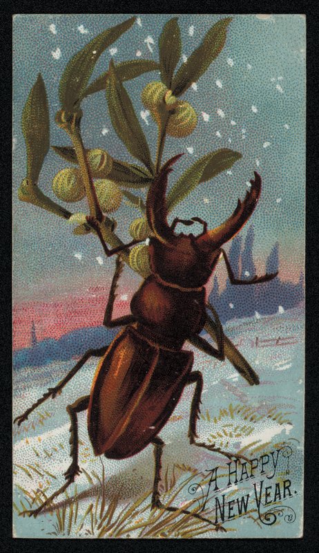 Fagyöngyöt hordozó szarvasbogár téli jelenetben, karácsonyi üdvözlőlap (chromolitho) alkotó: English School