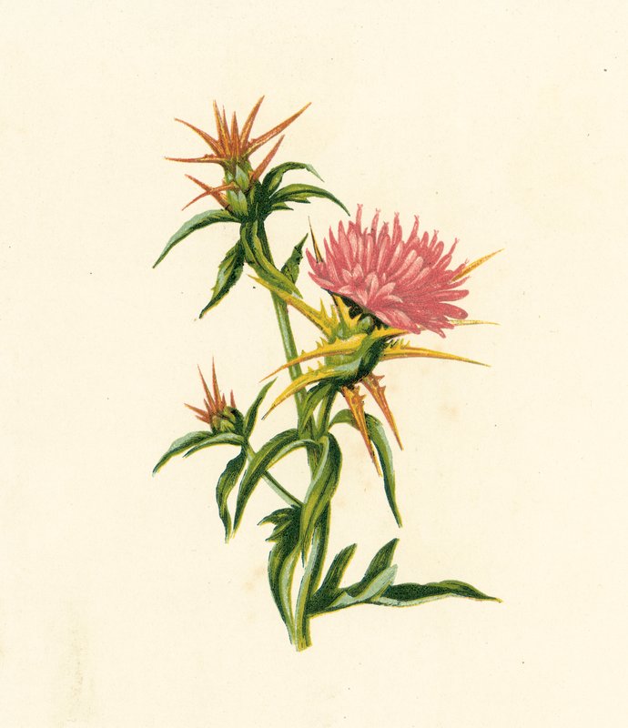 Csillagtövis, Centaurea Calcitrapa (színes litó) alkotó: English School