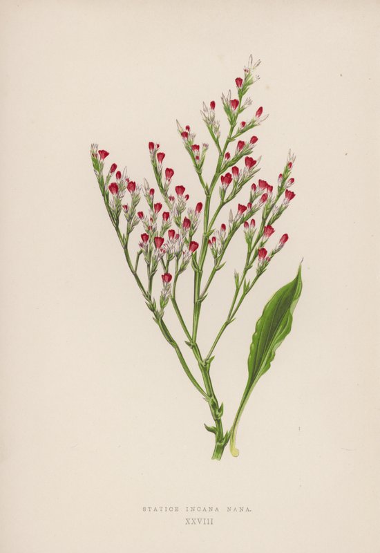 Statice Incana Nana (színes litho) alkotó: English School