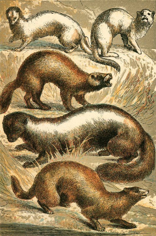 Stoat, Hermelin, Polecat, Skunk és Mink vagy Minx alkotó: English School
