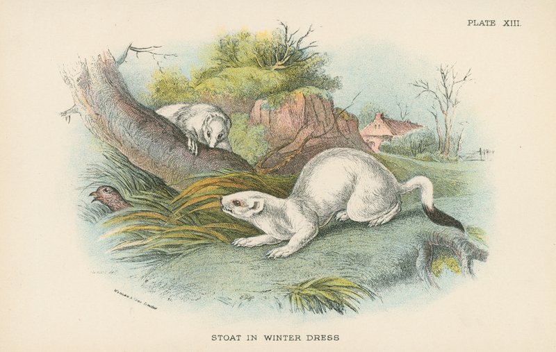 Stoat téli ruhában alkotó: English School