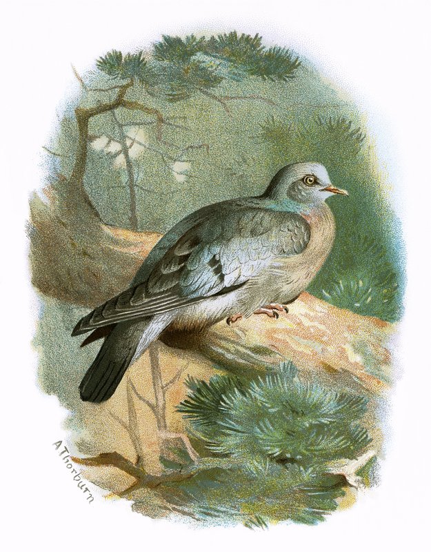 Stock Dove alkotó: English School