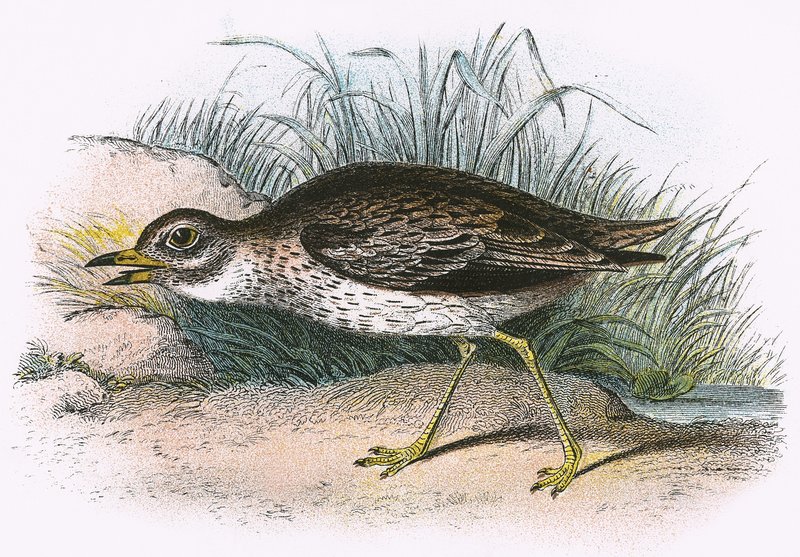 Stone Curlew alkotó: English School