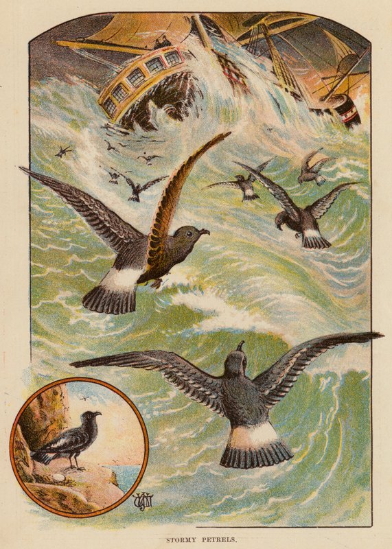 Stormy Petrels (színes litó) alkotó: English School