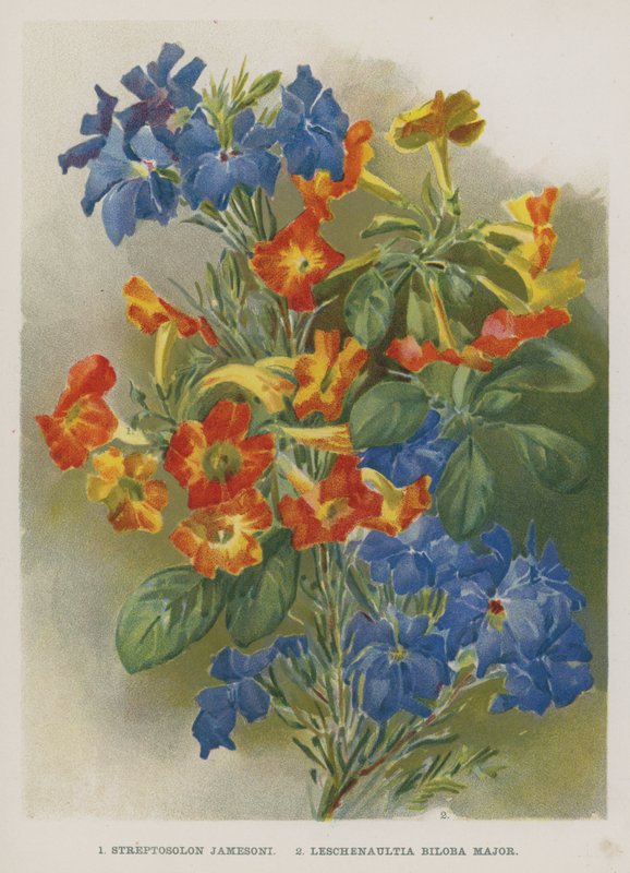 Streptosolon Jamesoni, Leschenaultia Biloba Major alkotó: English School