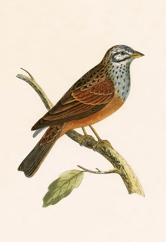 Csíkos vöcsök, illusztráció Charles Robert Bree (1811-86) "A History of the Birds of Europe Not Observed in the British Isles" című, 1867-ben megjelent művéből. alkotó: English School