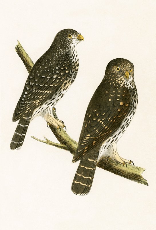 Strix Pusilla, illusztrációja Charles Robert Bree (1811-86) „Európa madarainak története, amelyeket nem figyeltek meg a Brit-szigeteken” című művéből, 1867-ben alkotó: English School
