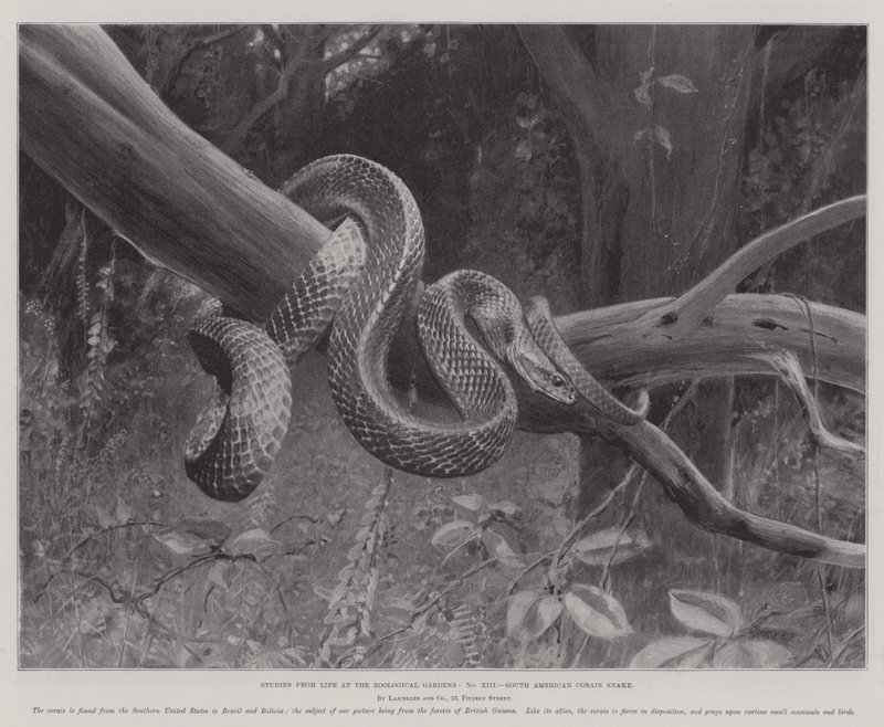 Tanulmányok a Dél-amerikai Corais Snake Zoological Gardens életéből (litho) alkotó: English School