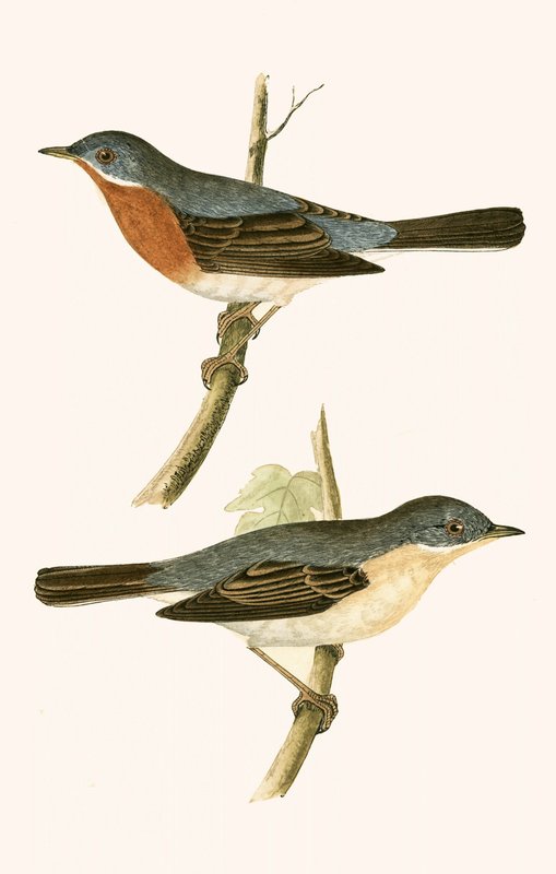 Alpesi poszáta, illusztrációja Charles Robert Bree (1811-86) „A Brit-szigeteken nem megfigyelt európai madarak története” című könyvéből, 1867-ben megjelent alkotó: English School