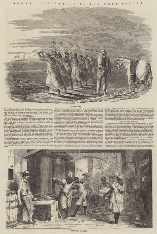 Cukortermesztés a Nyugat-Indiában (metszet) alkotó: English School