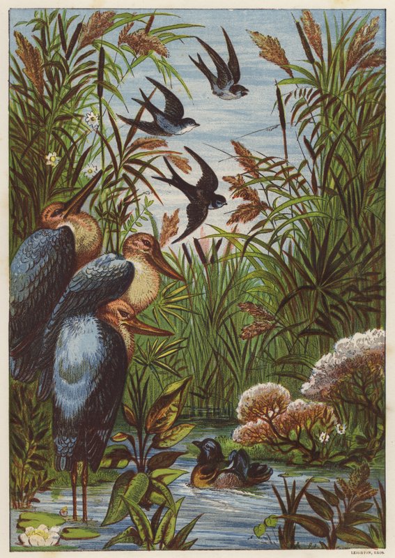 Nyári reggel madarakkal (színes litho) alkotó: English School