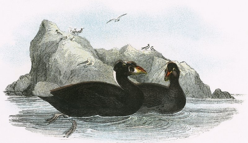 Surf Scoter alkotó: English School