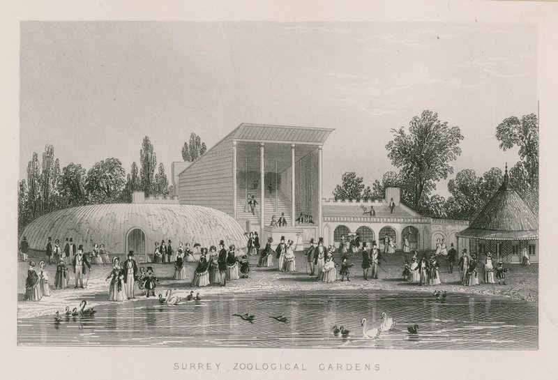 Surrey Állatkert alkotó: English School