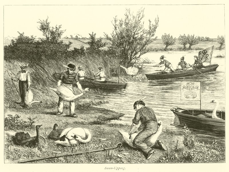 Swan-Upping alkotó: English School