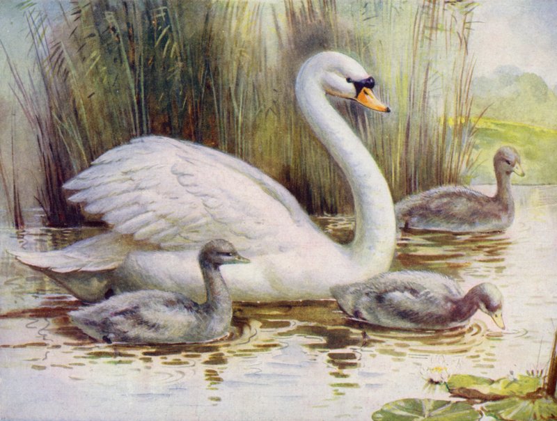 Hattyú és cygnets (színes litó) alkotó: English School