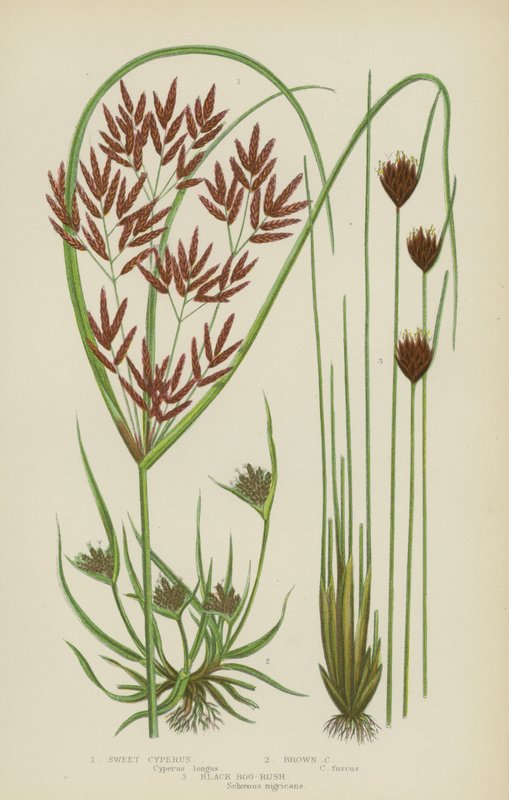 Sweet Cyperus, Brown Cyperus, Black Bog-Rush (színes litho) alkotó: English School