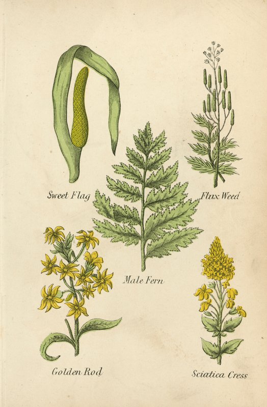 Édes zászló, Folyékony gyom, Férfi páfrány, Aranyrúd, Iciatica Cress (színes litográfia) alkotó: English School