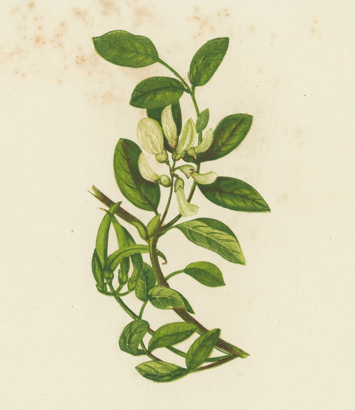 Édes tejbegríz, Astragalus Glyciphyllus (színes litográfia) alkotó: English School