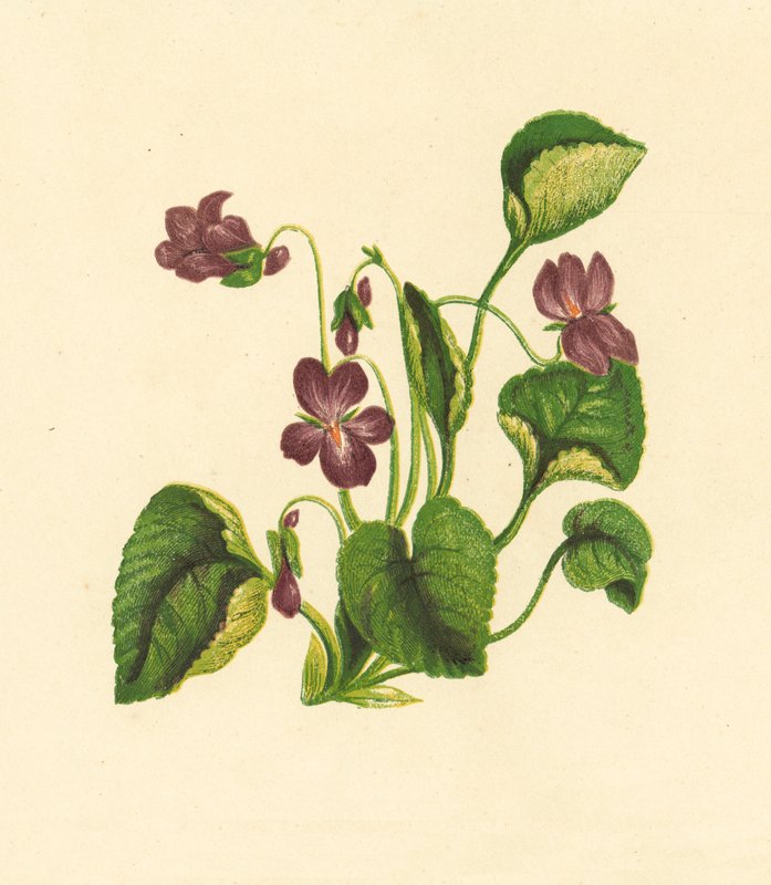 Édes ibolya, Viola Odorata (színes litográfia) alkotó: English School