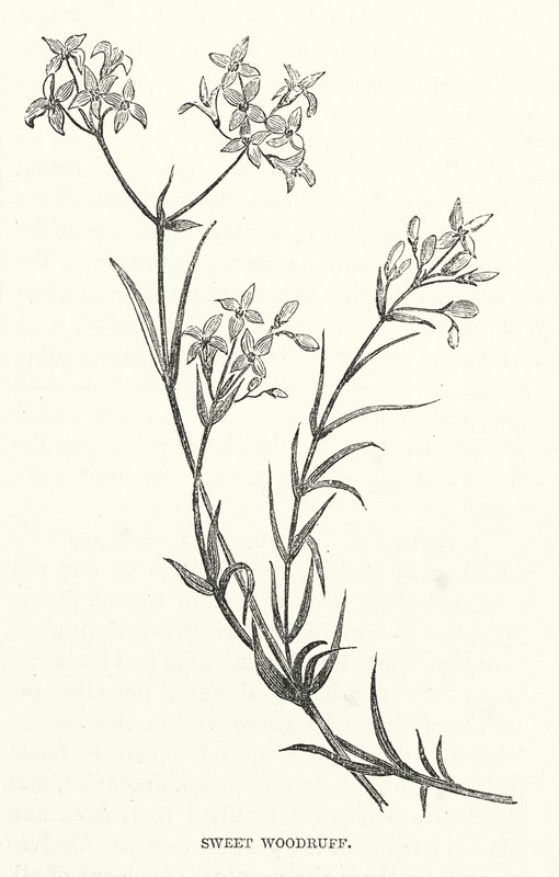 Sweet Woodruff (metszet) alkotó: English School