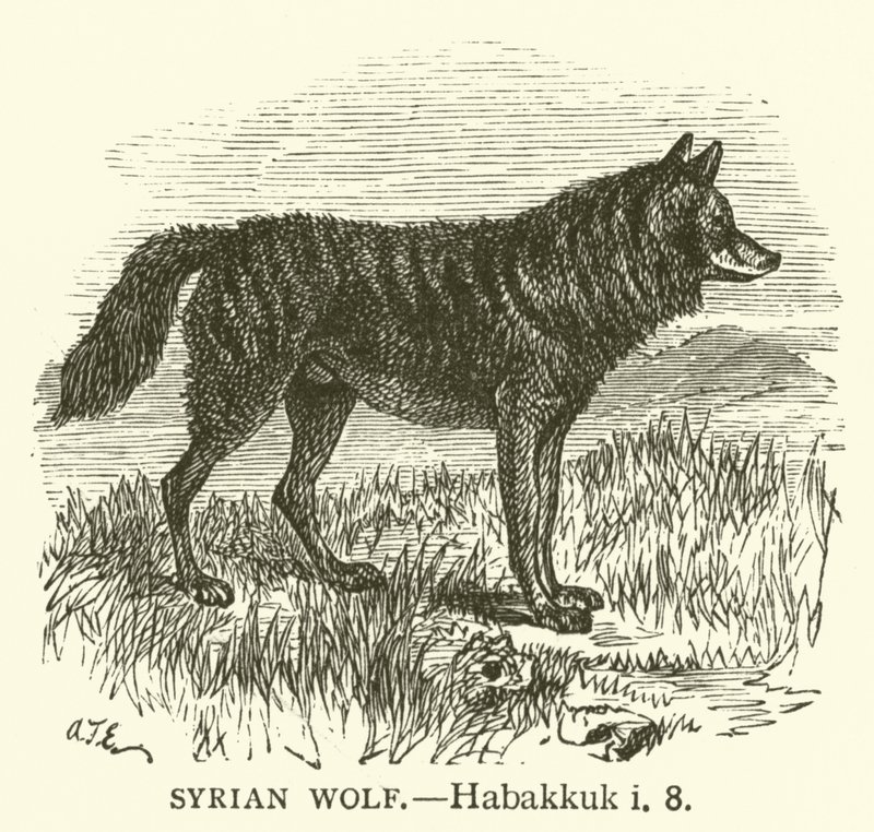 Szíriai farkas, Habakuk, i, 8 (metszet) alkotó: English School