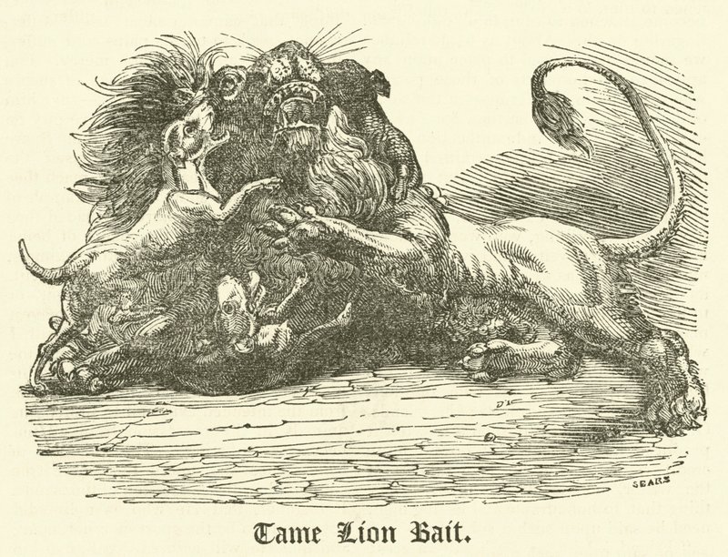 Tame Lion Bait (metszet) alkotó: English School