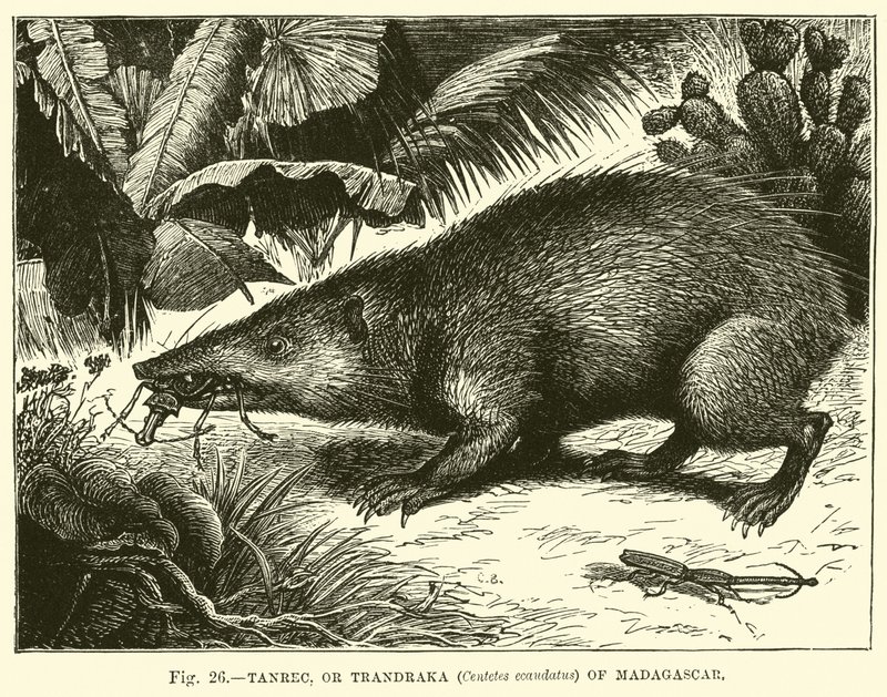Tanrec vagy madagaszkári Trandraka (Centetes ecaudatus). alkotó: English School