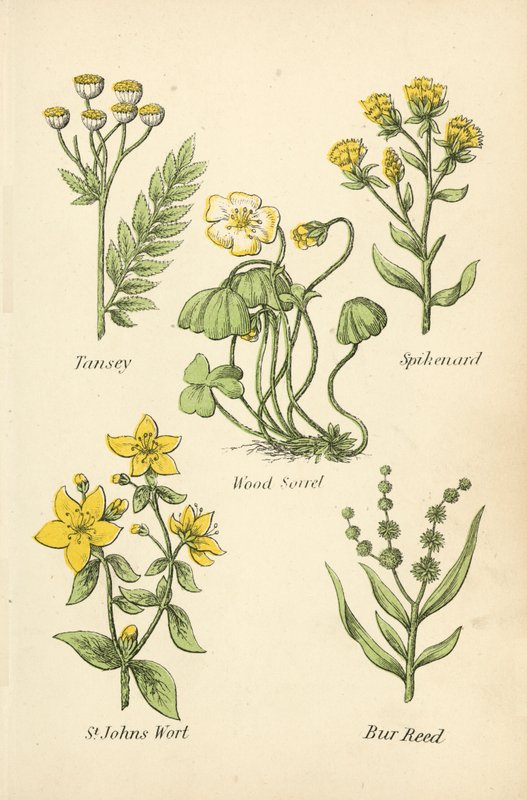 Tansey, Spikenard, Erdei sóska, St Johns Wort, Bur Reed alkotó: English School