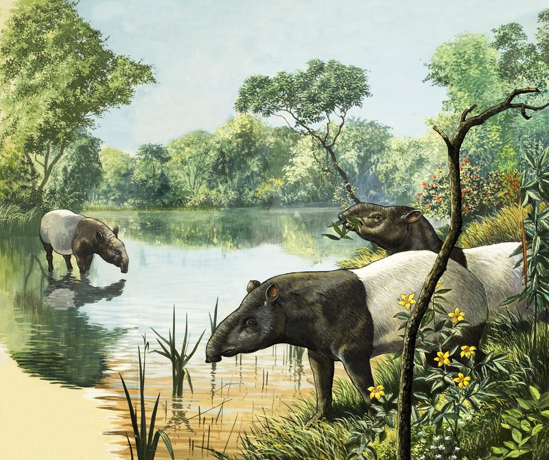 Tapírok, illusztráció a Nature